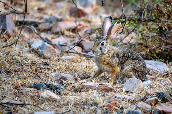 Hint hare veya siyah enseli tavşan, tavşan nigricollis — Stok fotoğraf