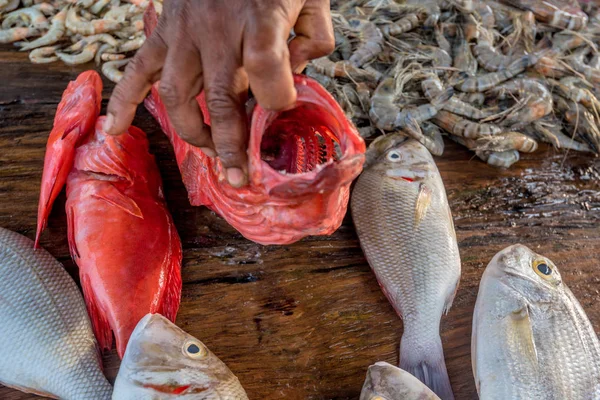 Taze çiğ balık ve deniz ürünleri Market — Stok fotoğraf