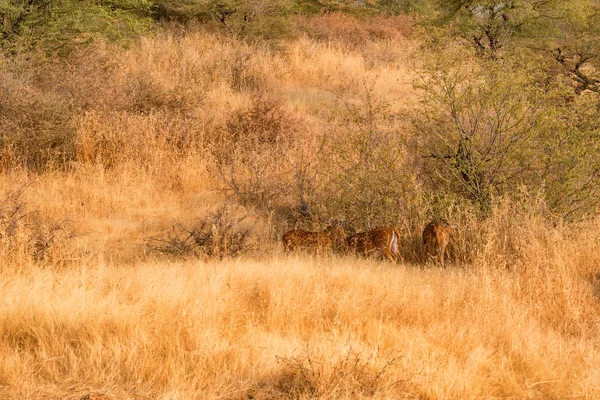 Landskapet i Ranthambore nationalpark, Indien. — Stockfoto