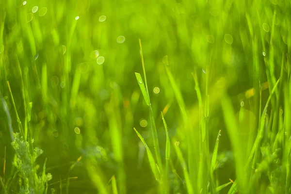 绿草和清晨的露珠滴 — 图库照片
