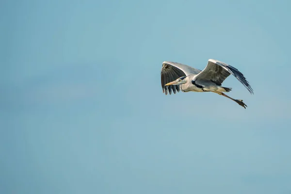 Héron gris volant — Photo