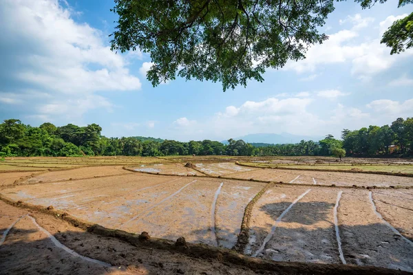 Fält med odling av ris i Sri Lanka — Stockfoto