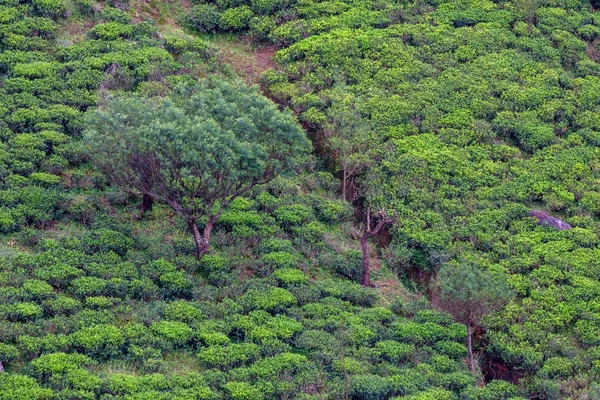 Plantation de thé paysage au Sri Lanka — Photo