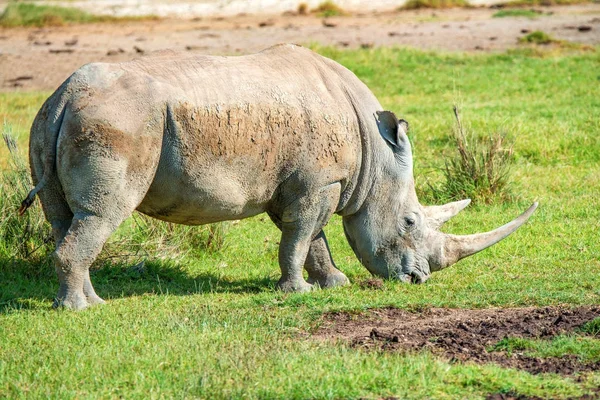 Rino blanco roza en sabana —  Fotos de Stock