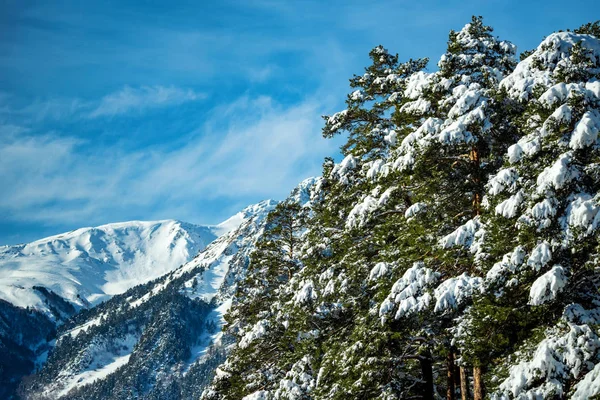 Fantástico bosque de invierno cubierto de nieve —  Fotos de Stock