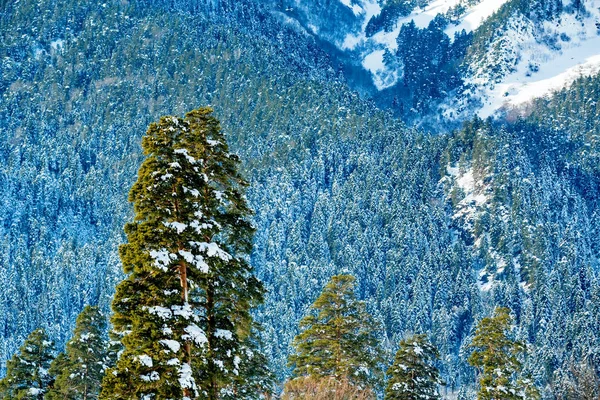 Fantástico bosque de invierno cubierto de nieve —  Fotos de Stock