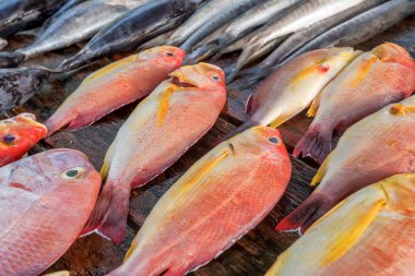 Taze çiğ balık Market