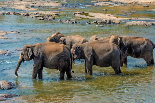 Elefantes bañándose en el río — Foto de Stock