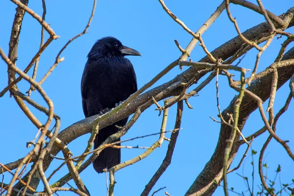 Zwarte kraai of Corvus corone "perches" op tak — Stockfoto