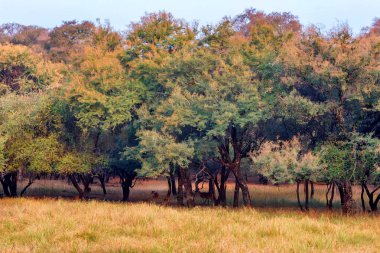 Ranthambore Milli Parkı, Hindistan peyzaj.