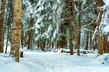 Fantastik kış orman karla kaplı