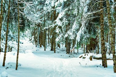 Fantastik kış orman karla kaplı