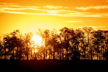 Sunrise ağaç siluetleri ile turuncu dramatik gökyüzü
