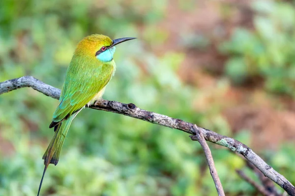 绿色食蜂鸟或 Merops 侧柏 — 图库照片