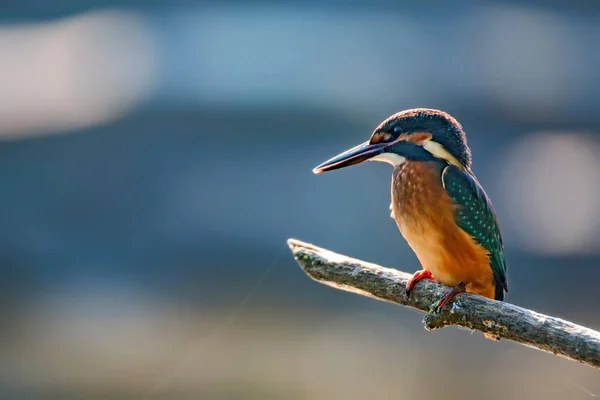 Kingfisher o Alcedo en estas perchas en la rama — Foto de Stock