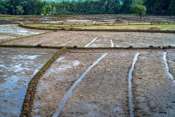 Campos con cultivos de arroz en Sri Lanka —  Fotos de Stock