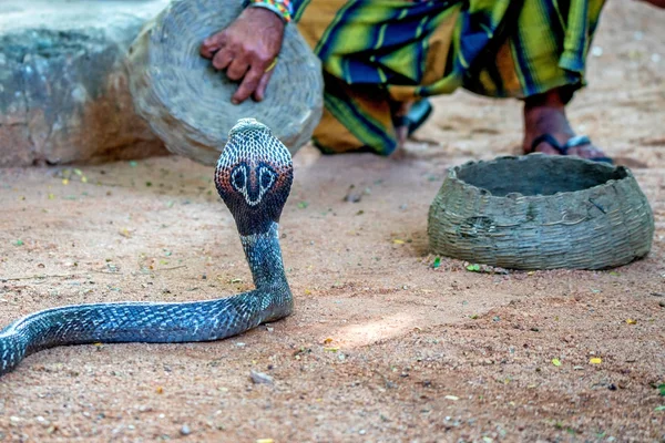 ヘビ使いはインドコブラと遊ぶ — ストック写真