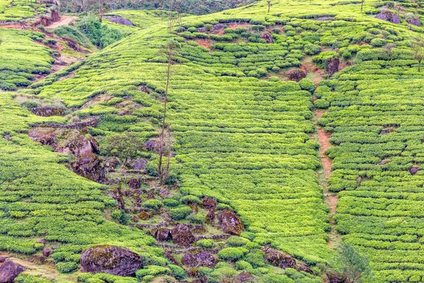 Theeplantage landschap in Sri Lanka — Stockfoto