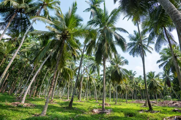 Kokosplantage i Asien — Stockfoto