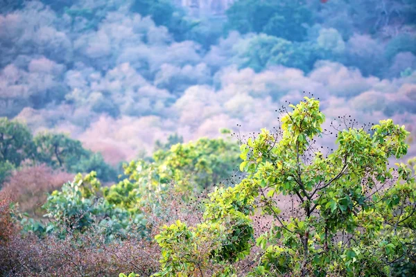 Krajobraz Ranthambore, Indie. Widokiem na Las — Zdjęcie stockowe
