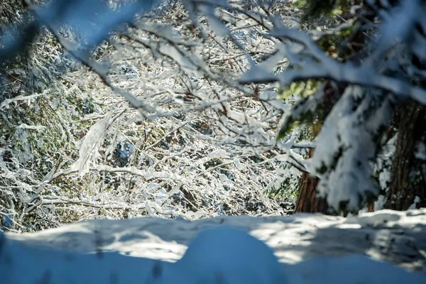 Fantástico bosque de invierno cubierto de nieve — Foto de Stock