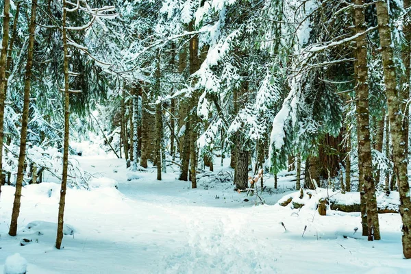 Fantastik kış orman karla kaplı