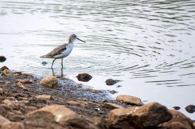 Yaygın greenshank veya Tringa nebularia