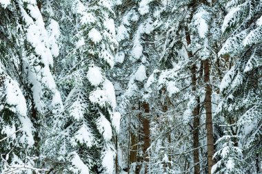 Fantastik kış orman karla kaplı