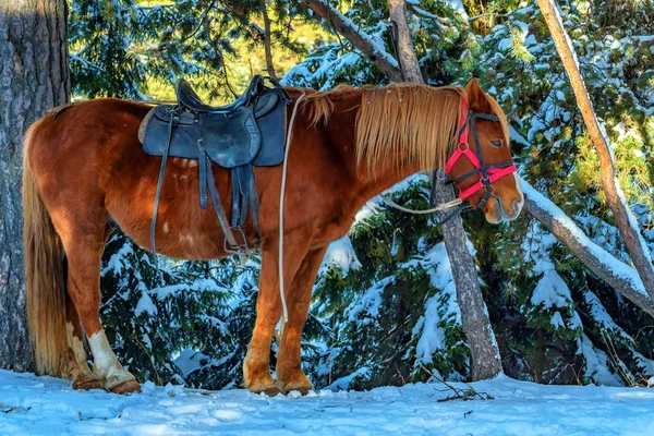 Um cavalo equipado com uma sela no inverno — Fotografia de Stock