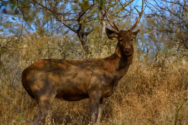 Cervos sambar na natureza selvagem — Fotografia de Stock