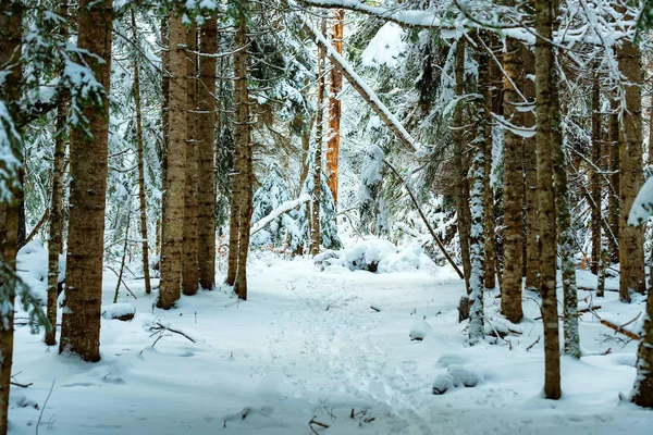 Fantastik kış orman karla kaplı
