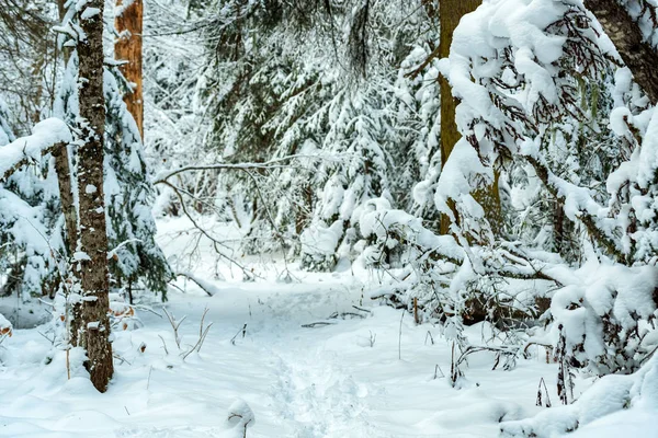 Fantastica foresta invernale coperta di neve — Foto Stock