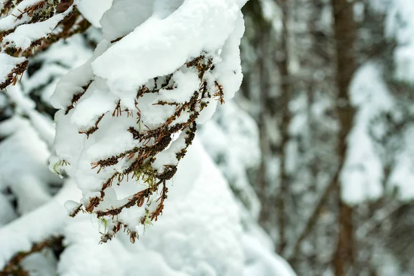 환상적인 겨울 숲이 눈으로 덮여 — 스톡 사진