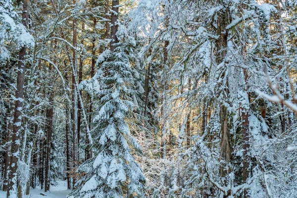 Fantastica foresta invernale coperta di neve — Foto Stock