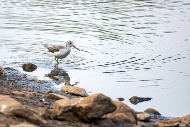 Yaygın greenshank veya Tringa nebularia