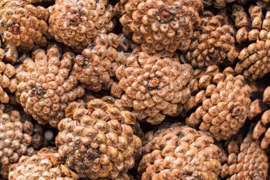 Çam kozalakları arka planı