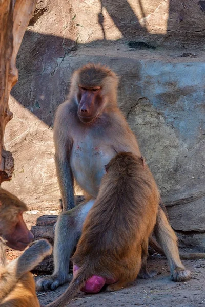 개 코 원숭이 또는 서로 Papio hamadryas 돌 — 스톡 사진