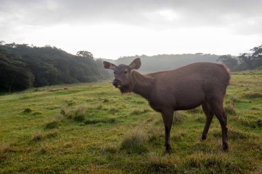 Vahşi sambar geyiği veya Cervus tek renkli