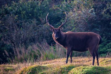 Vahşi sambar geyiği veya Cervus tek renkli