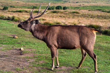 Vahşi sambar geyiği veya Cervus tek renkli