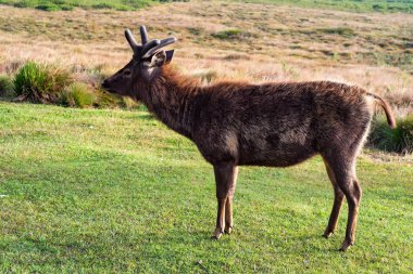 Vahşi sambar geyiği veya Cervus tek renkli