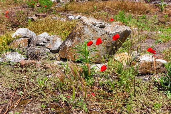 Dion, Yunanistan'da antik kalıntılar haşhaş çiçeği
