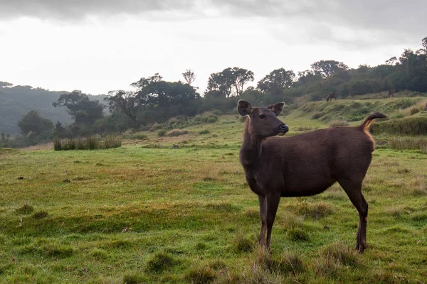 Vahşi sambar geyiği veya Cervus tek renkli — Stok fotoğraf