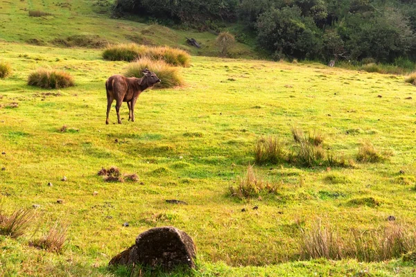 Vahşi sambar geyiği veya Cervus tek renkli — Stok fotoğraf