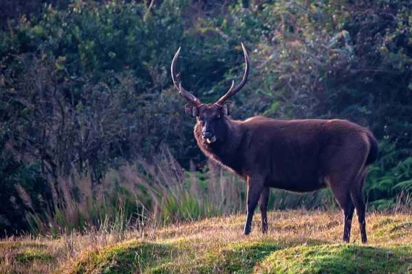Άγρια sambar deer ή Cervus unicolor — Φωτογραφία Αρχείου