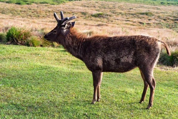 Vahşi sambar geyiği veya Cervus tek renkli