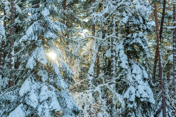 Fantastica foresta invernale coperta di neve — Foto Stock