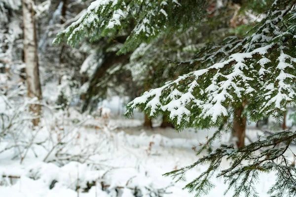 Fantastische winter bos bedekt met sneeuw — Stockfoto