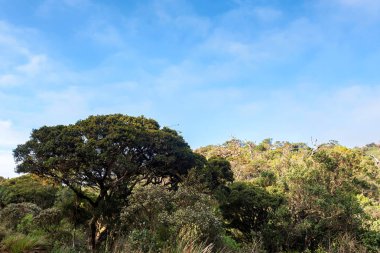 Doğal görünümü Horton ovaları, Sri Lanka
