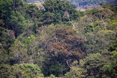 Doğal görünümü Horton ovaları, Sri Lanka